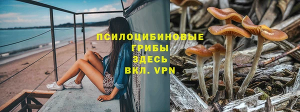 прущие грибы Дмитриев