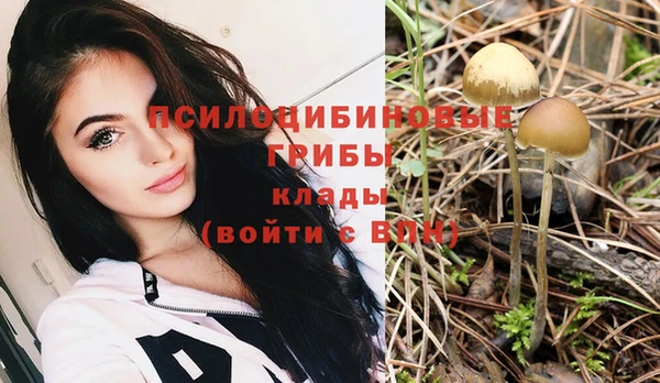 прущие грибы Дмитриев
